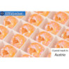 Austrian 1122 Rivoli Crystal Peach DeLite 14mm